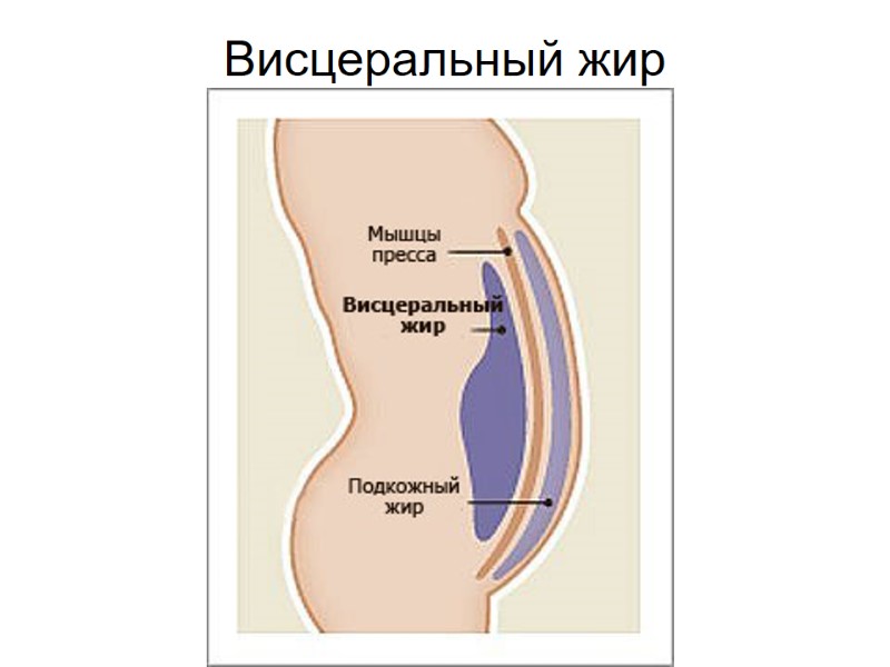 Висцеральный жир